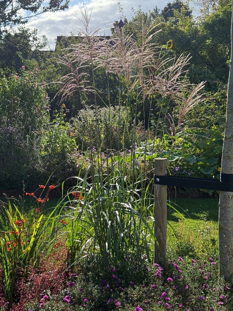 Prachtig siergras: Prachtriet (Miscanthus), Ophalen, Volle zon, Vaste plant, Siergrassen