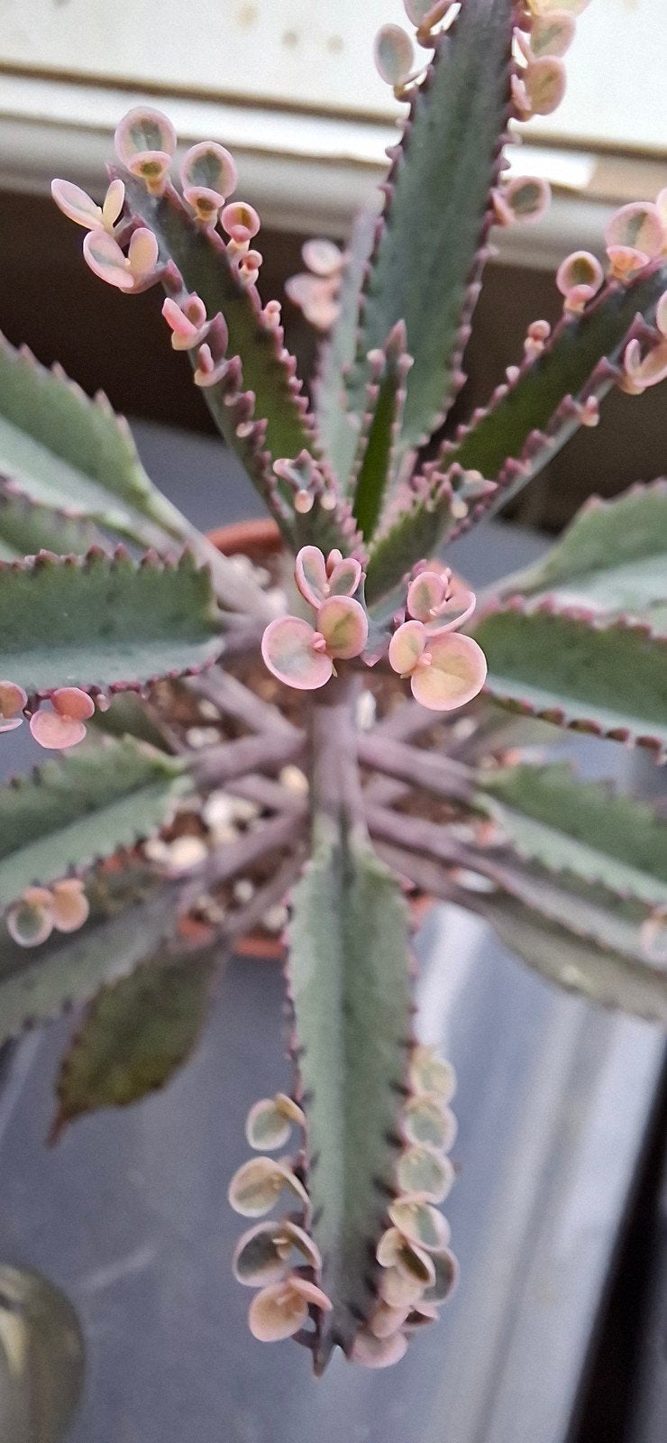 Kalanchoë Pink Butterfly, Huis en Inrichting, Kamerplanten, Ophalen, Halfschaduw, Minder dan 100 cm