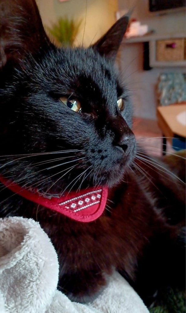 Kater half Maincoon (gesteriliseerd), Dieren en Toebehoren, Katten en Kittens | Raskatten | Langhaar, Kater, Ontwormd, 3 tot 5 jaar