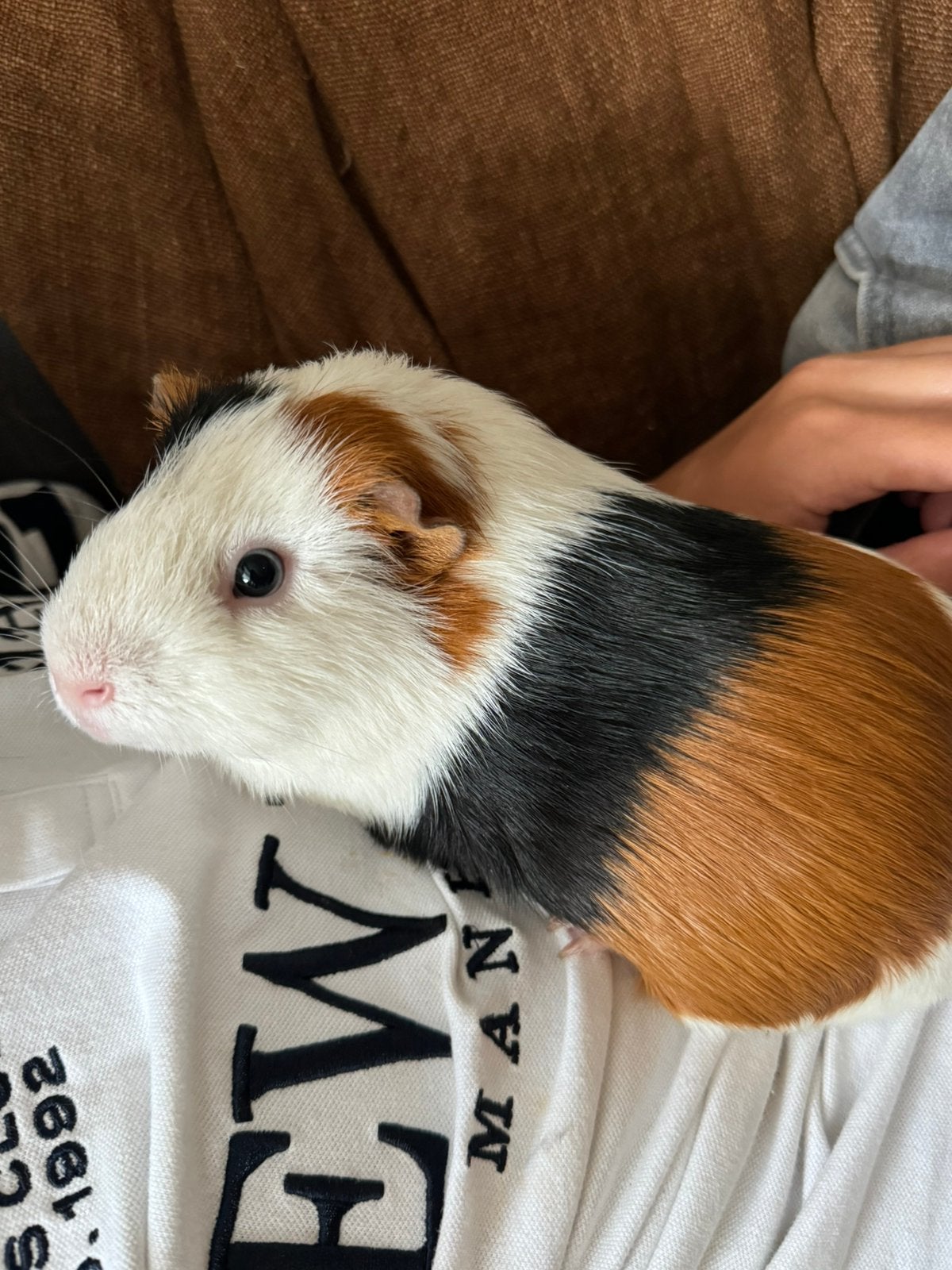 Huisje voor onze cavias gezocht!, Cavia, Februari, Mannelijk, Tam
