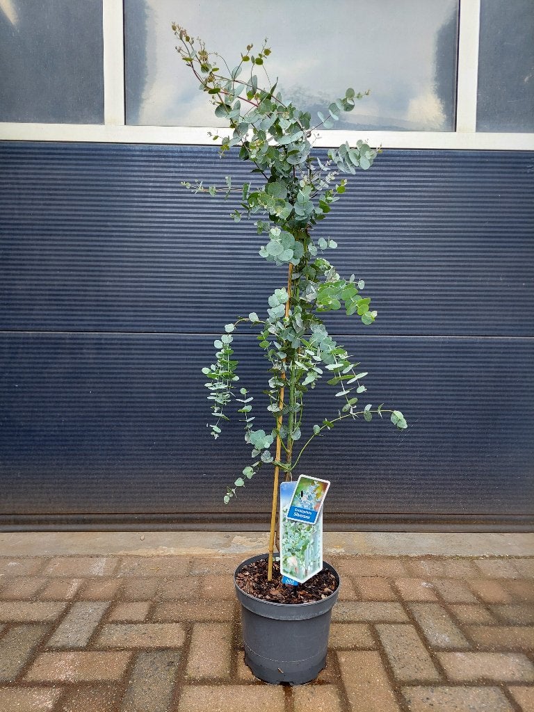Eucalyptus Gunnii 'Silverana' - Eucalyptus op stam H:120 cm., Overige soorten, 100 tot 250 cm, Zomer, Ophalen
