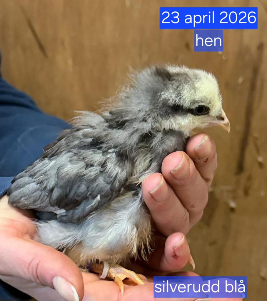 Hen kuikens kleurleggers & Ameraucana, Vrouwelijk, Kip