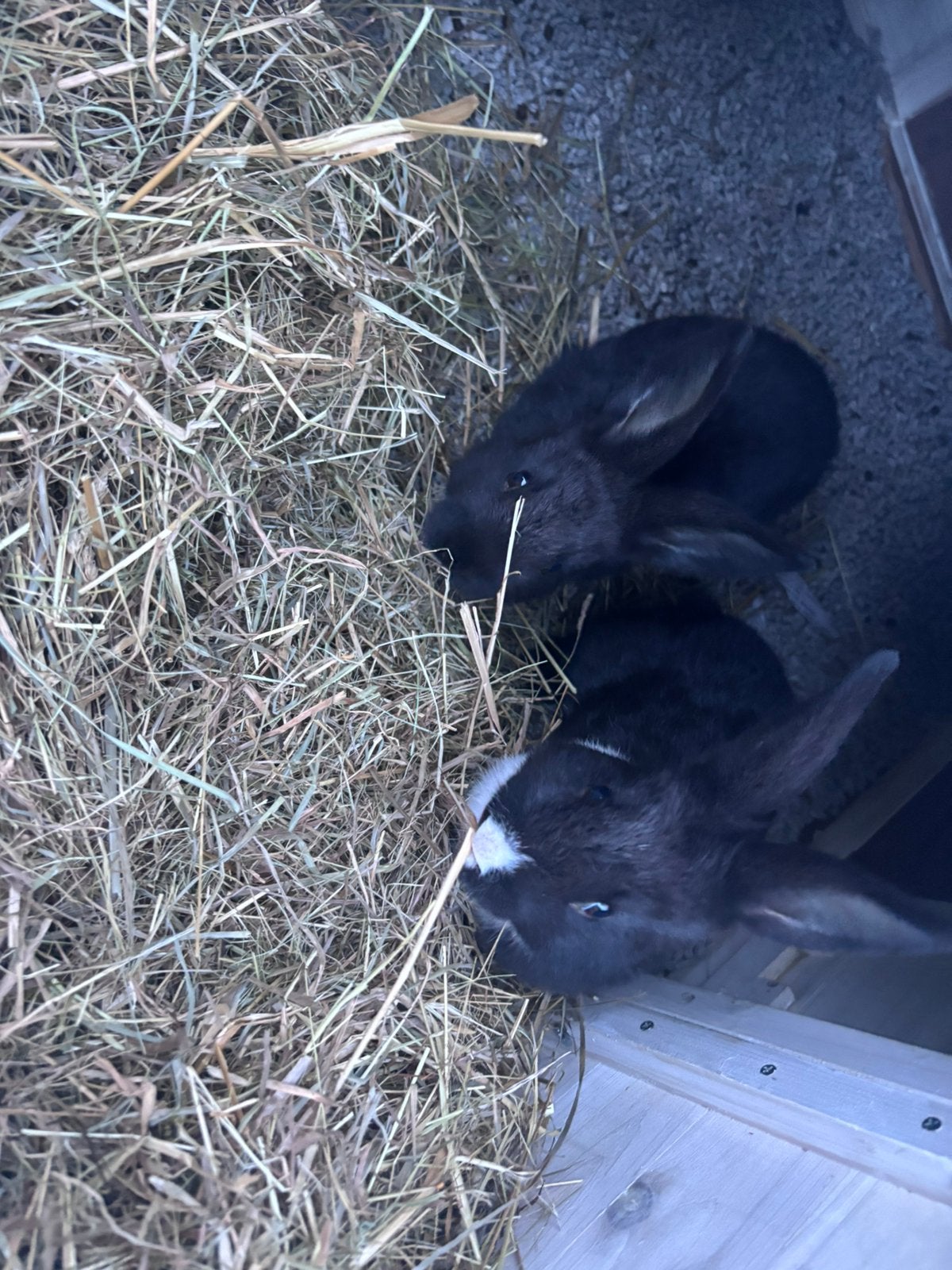 Tamme konijntjes, Dieren en Toebehoren, Mannelijk, Hangoor, 0 tot 2 jaar