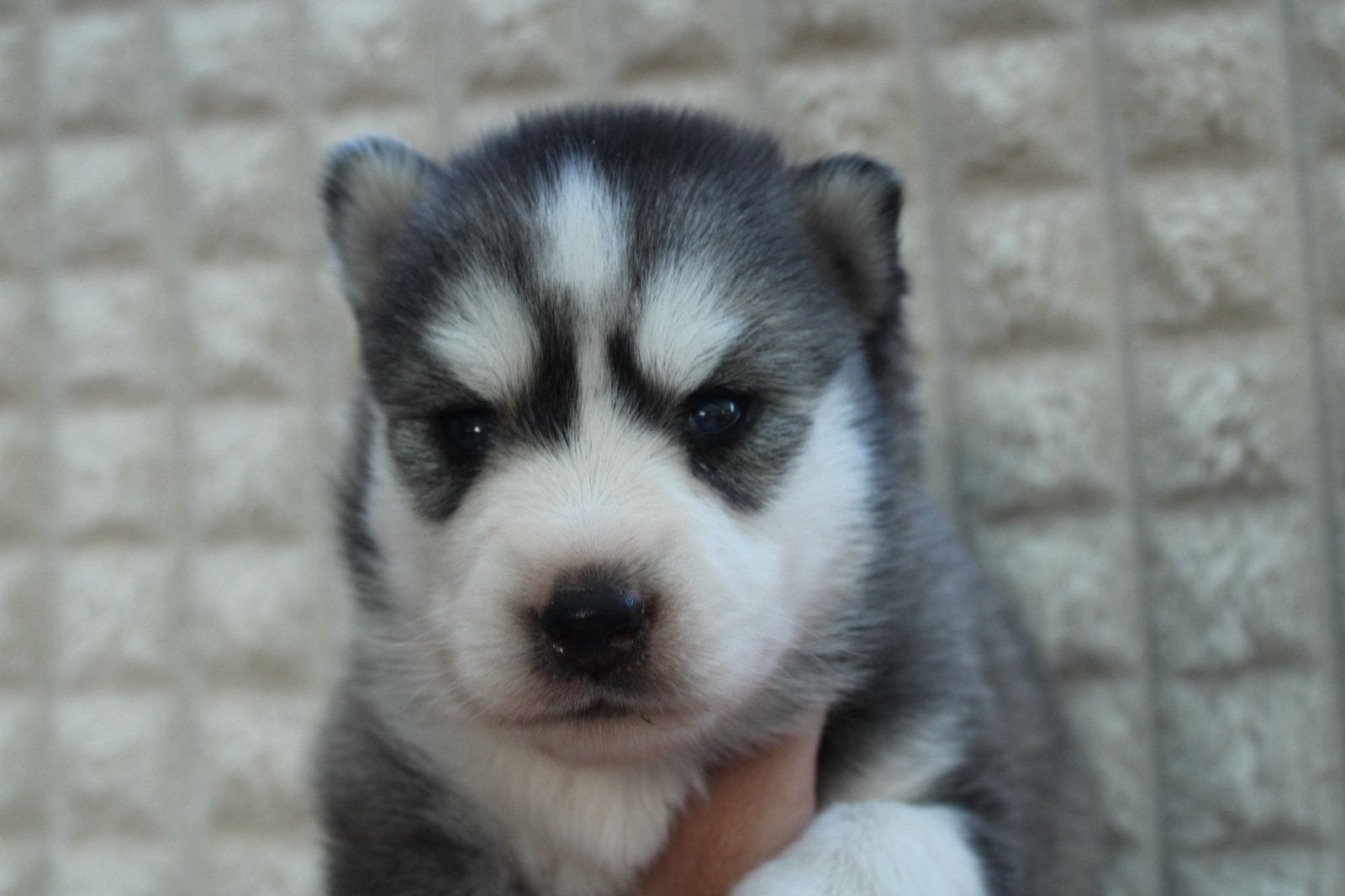 Kleine F3+ Pomsky Pups te reseveren, 8 tot 15 weken, Poolhond, Parvo, Meerdere