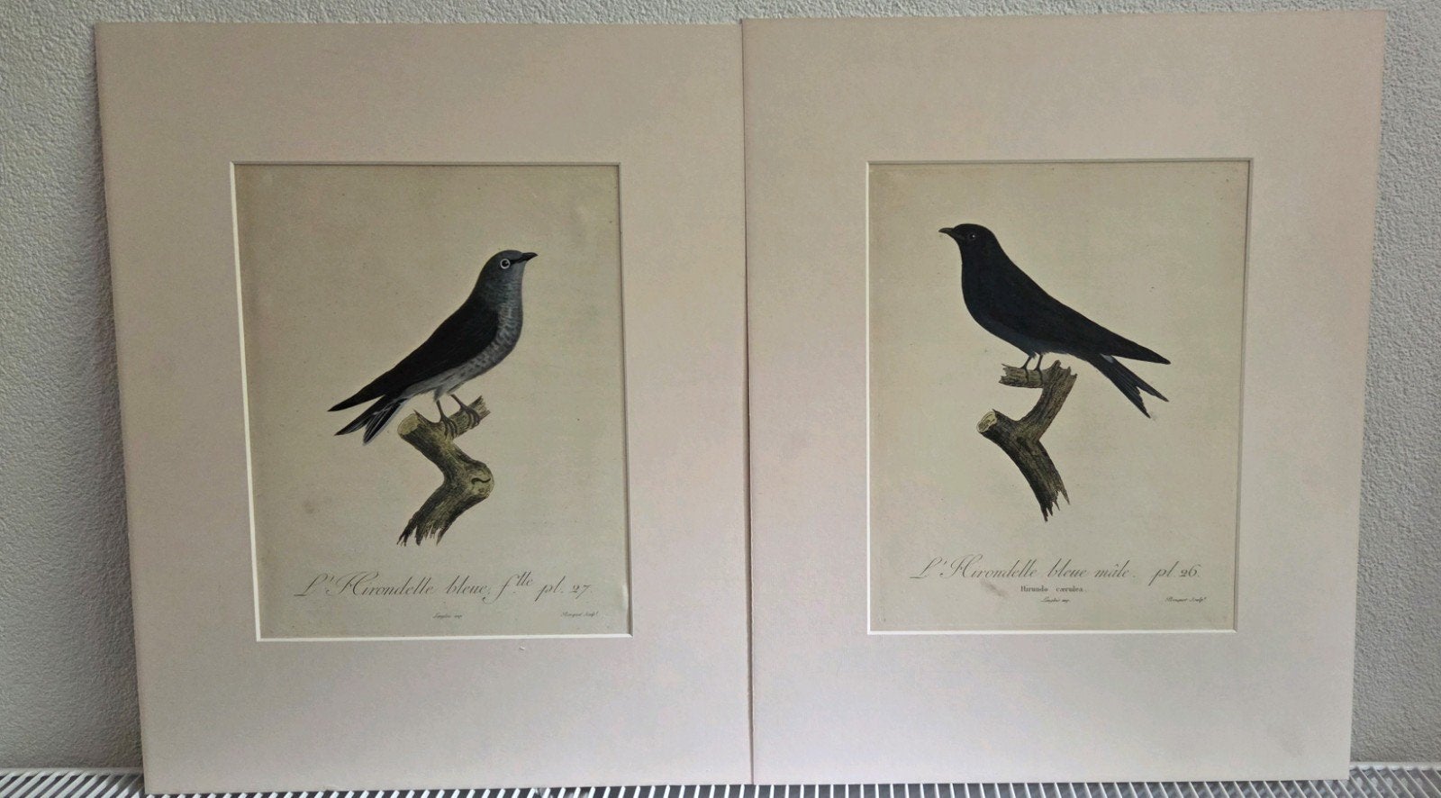 Originele Vogelprenten - L.J.P. Vieillot (1807), Ophalen