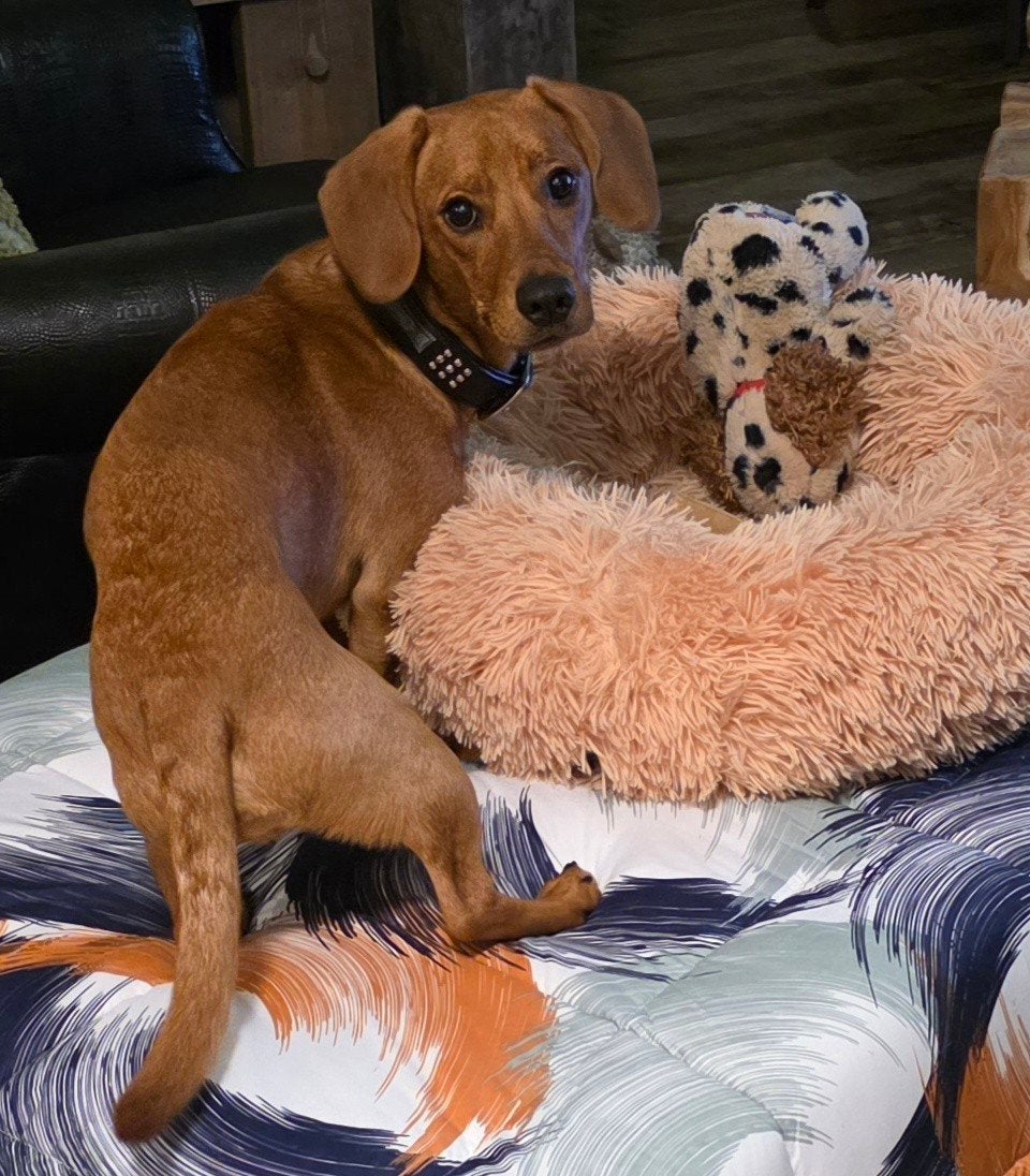 Lieve teckel mix te koop, 15 weken tot 1 jaar, Eén hond, CDV (hondenziekte), Nederland