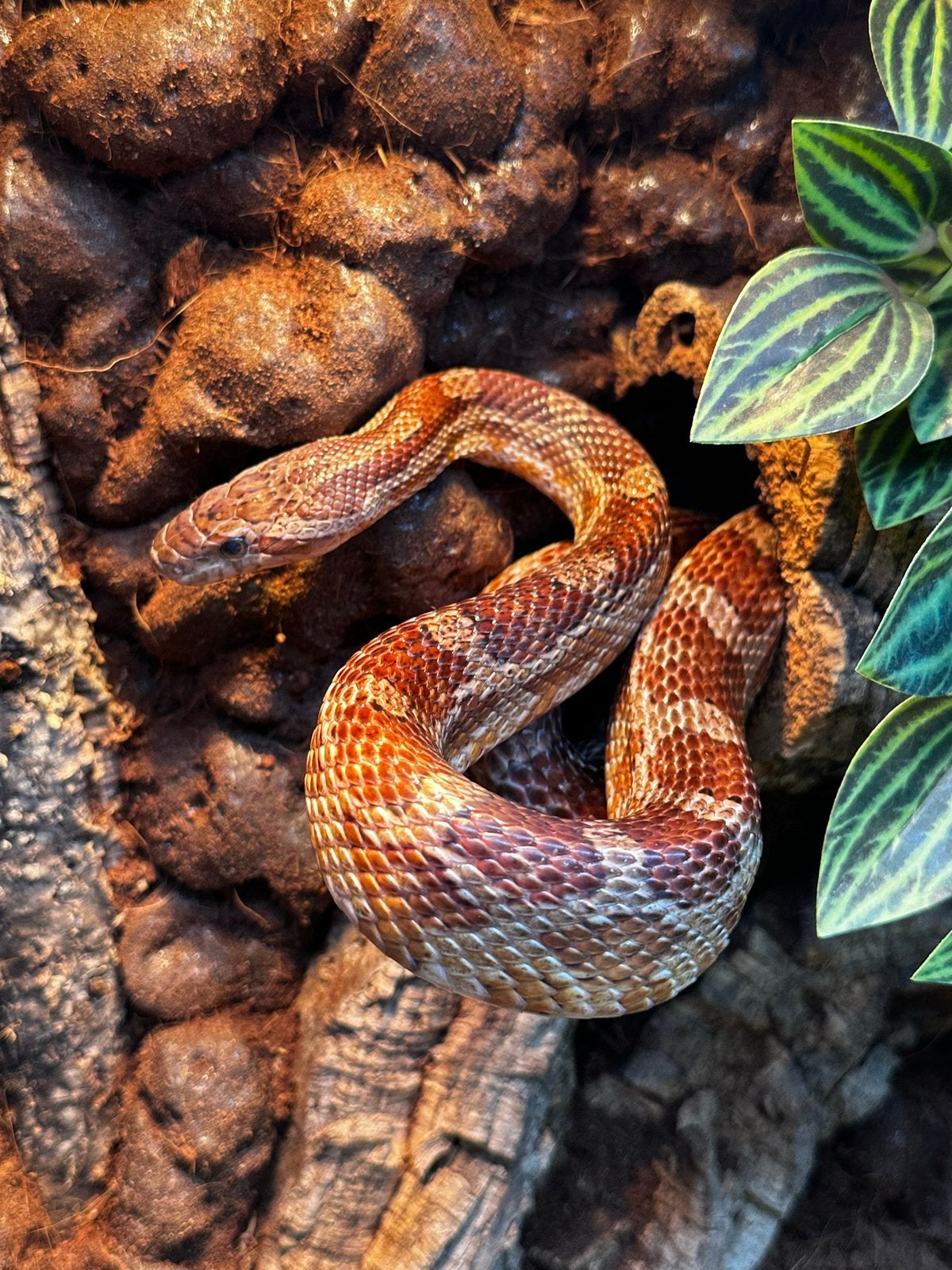 Pantherophis guttatus - Rode rattenslang Corn Snake - unknown for sale from Dierenspeciaalzaak Reerink