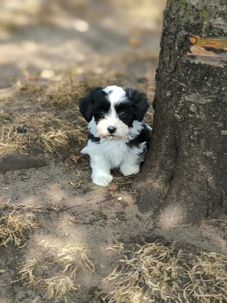 hele mooie havanezer pupjes bij ons geboren!!, Dieren en Toebehoren, Parvo, België, Overige rassen, 8 tot 15 weken