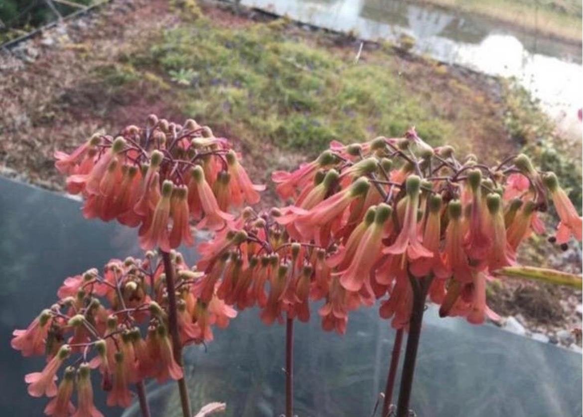 Kalanchoe Lloret dM bio planten met prachtige bloesem, Vaste plant, Halfschaduw, Winter, Ophalen