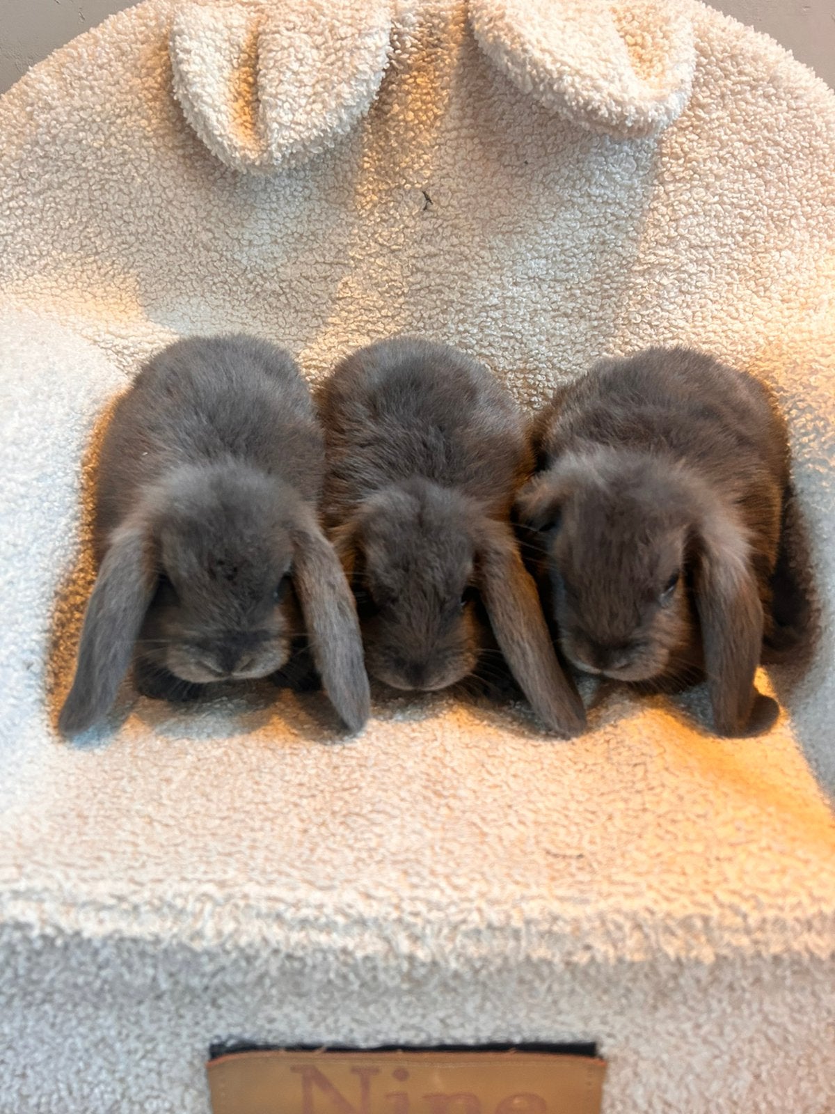 Konijntjes zoeken een nieuw huis, Dieren en Toebehoren, Meerdere dieren, Dwerg, Hangoor, 0 tot 2 jaar