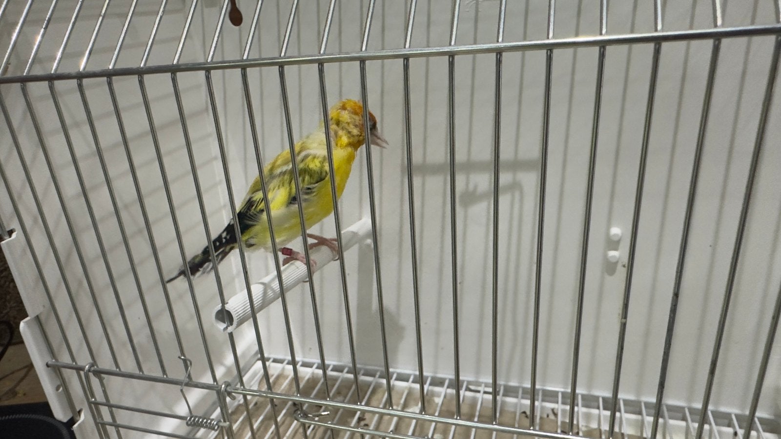 Major putter geel, Vrouwelijk, Wildzangvogel