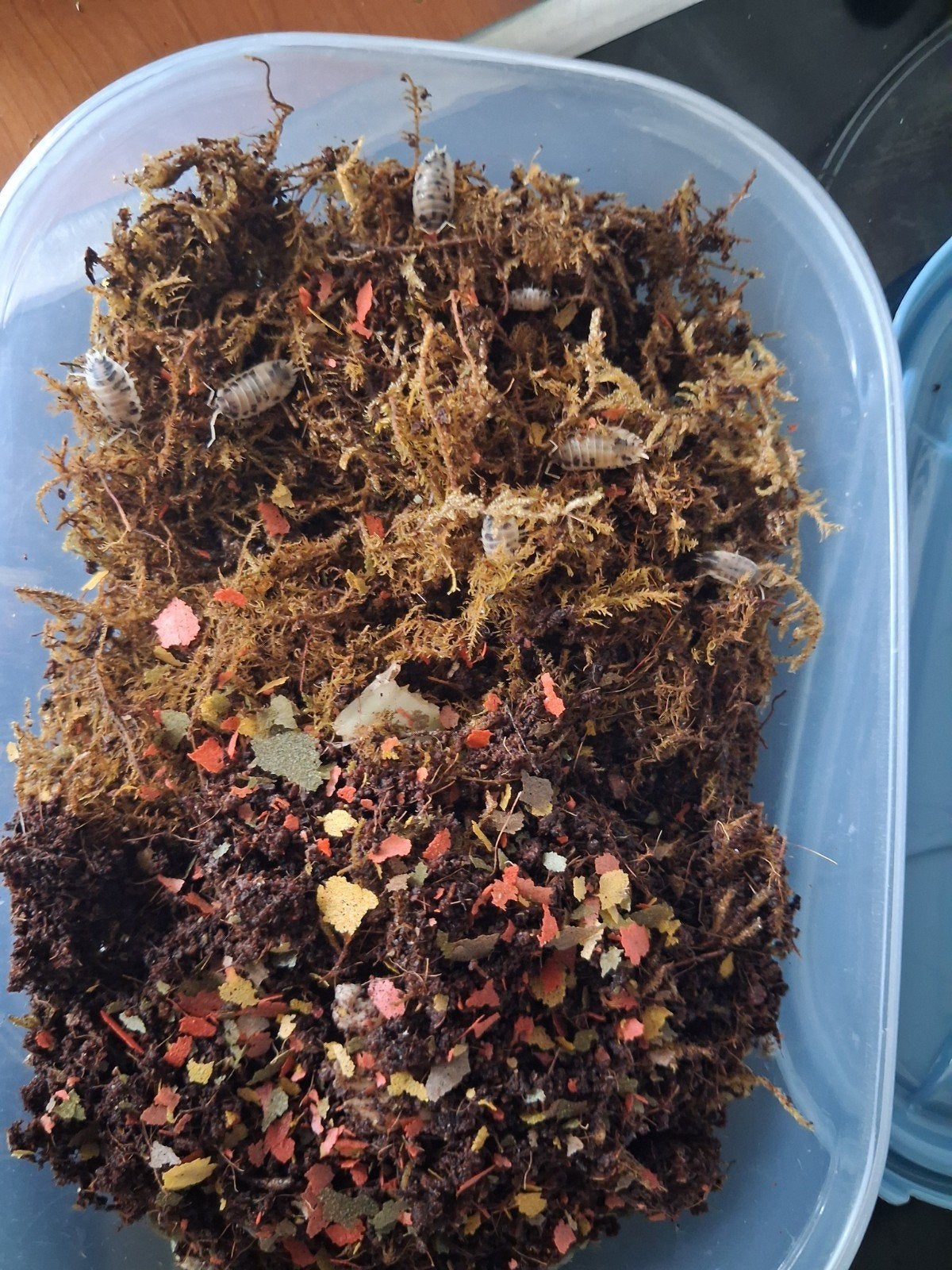 dairy cow isopods, Dieren en Toebehoren, Overige soorten