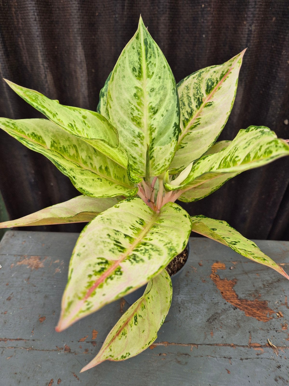 Aglaonema p12 (2), Ophalen of Verzenden, Halfschaduw, Minder dan 100 cm
