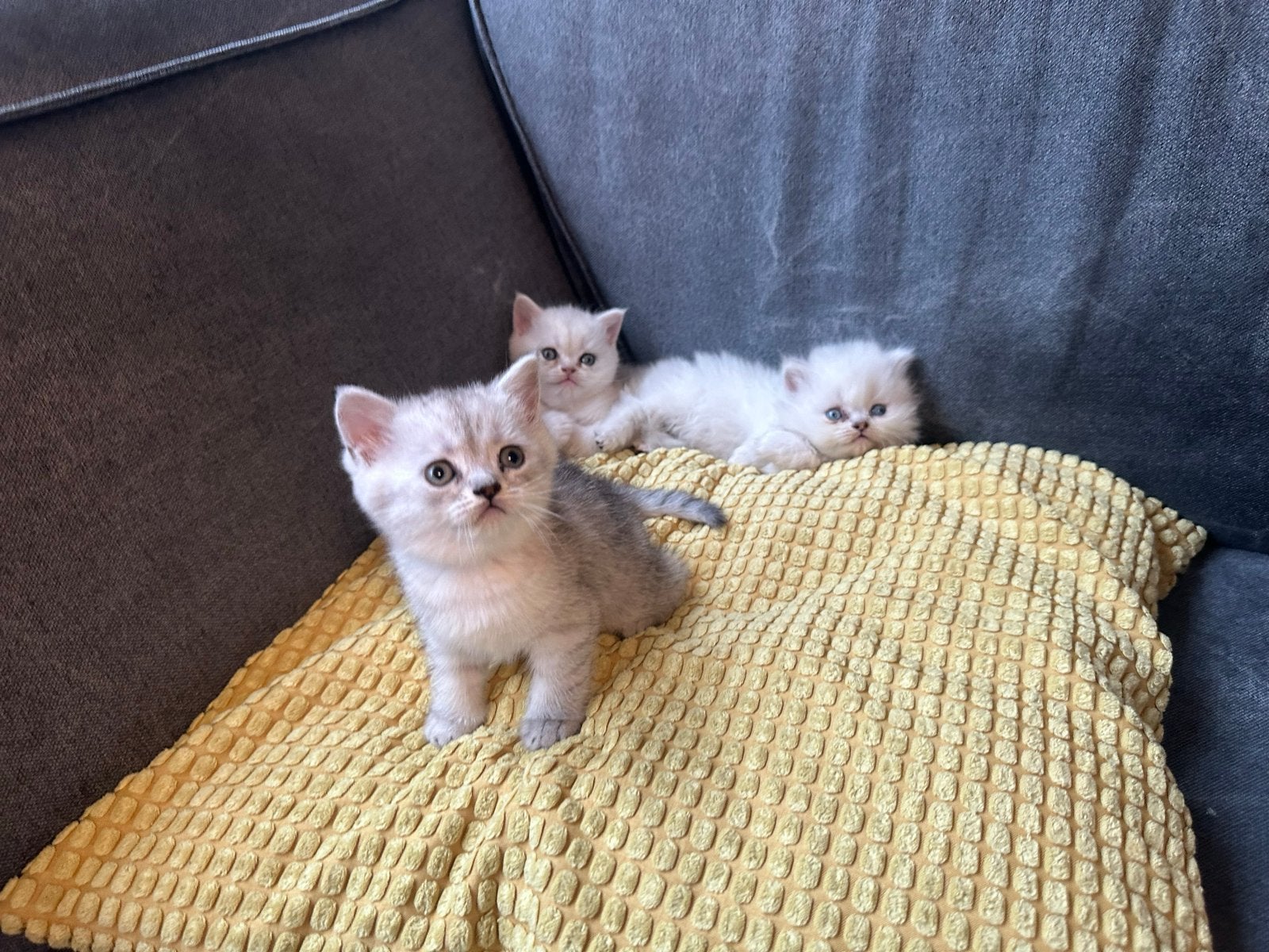 LIEVE BRITISH SHORTHAIR KITTENS TE KOOP  ️, Dieren en Toebehoren, Meerdere dieren, Kortharig, 0 tot 2 jaar