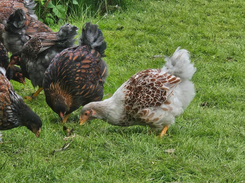 Groothoender hennen (geen krielen) Wyandotte te koop, Meerdere dieren, Kip