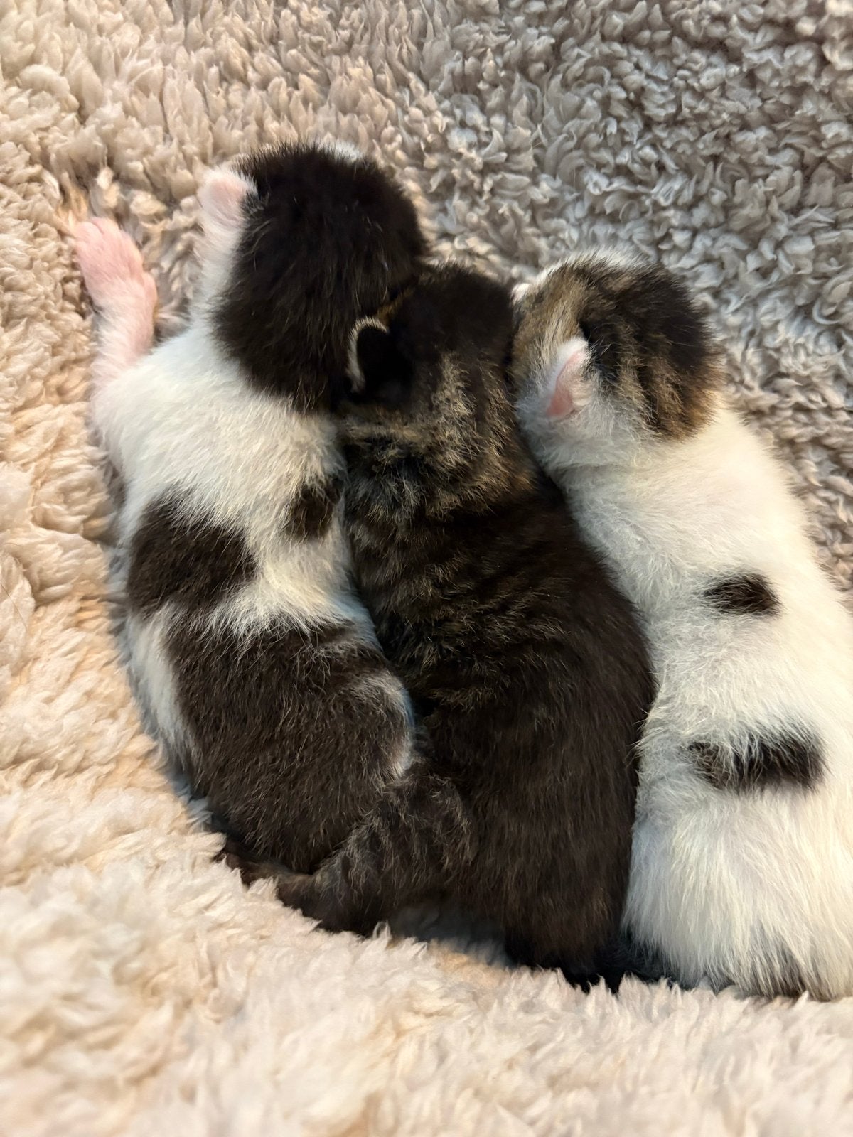 3 lieve kittens beschrikbaar, Meerdere dieren, 0 tot 2 jaar
