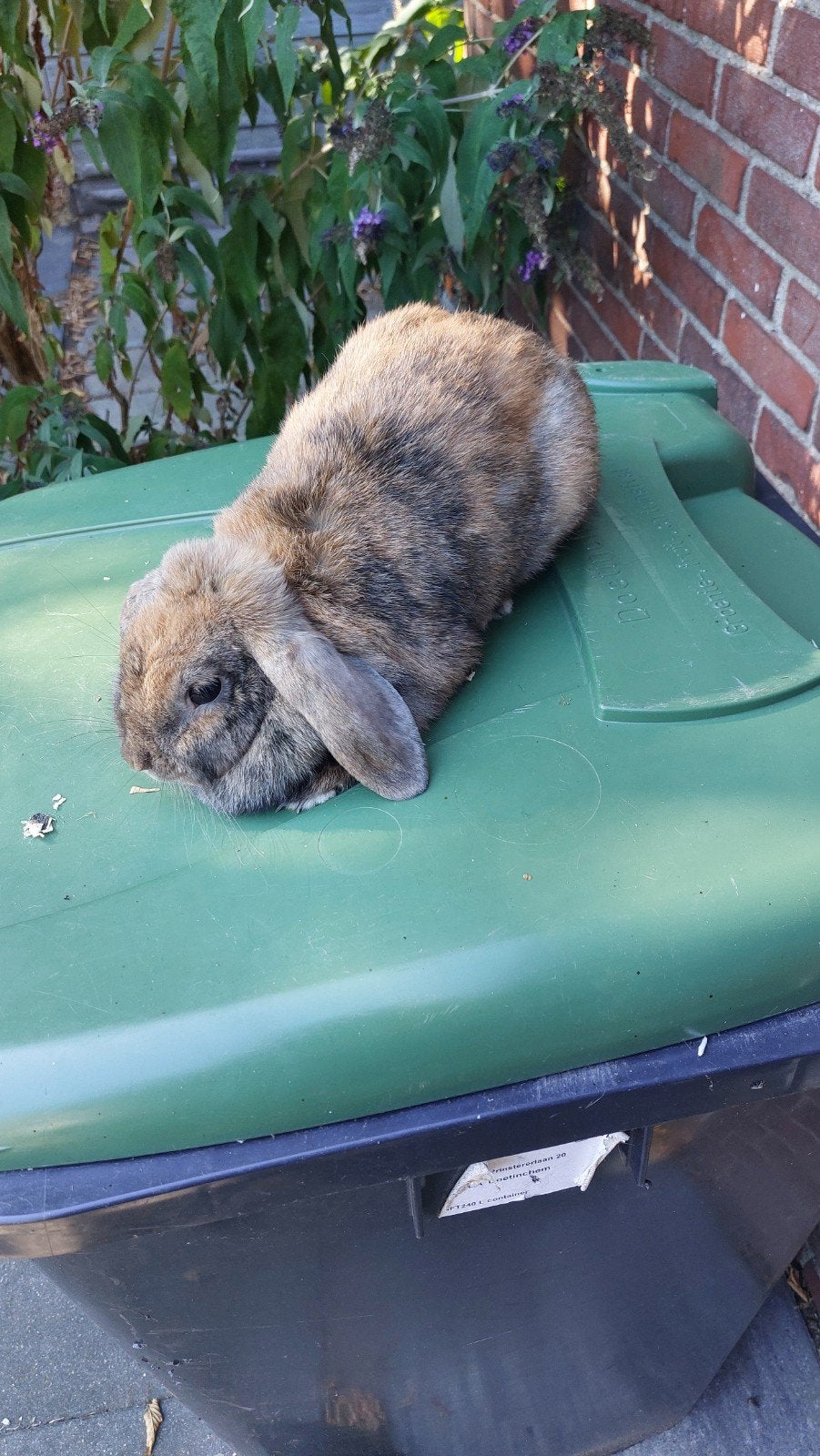 Hangoordwerg, Dieren en Toebehoren, Vrouwelijk, Dwerg, Hangoor, 0 tot 2 jaar