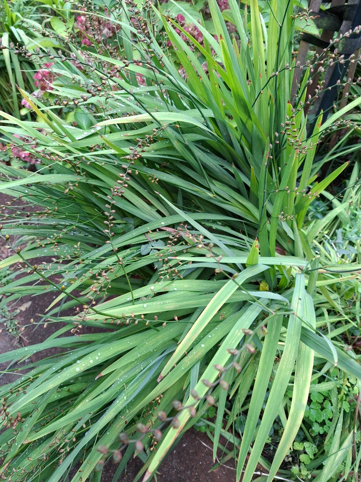 gratis  crocosmia, Tuin en Terras, Ophalen, Overige soorten
