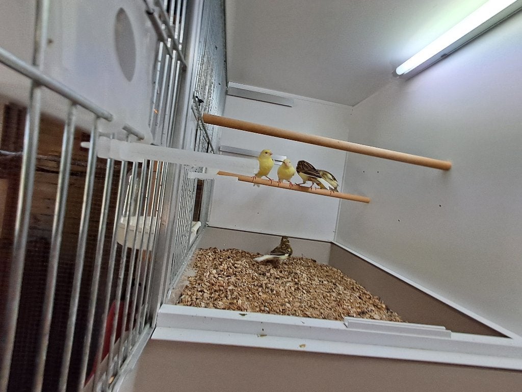 Kanaries, Dieren en Toebehoren, Meerdere dieren, Kleurkanarie