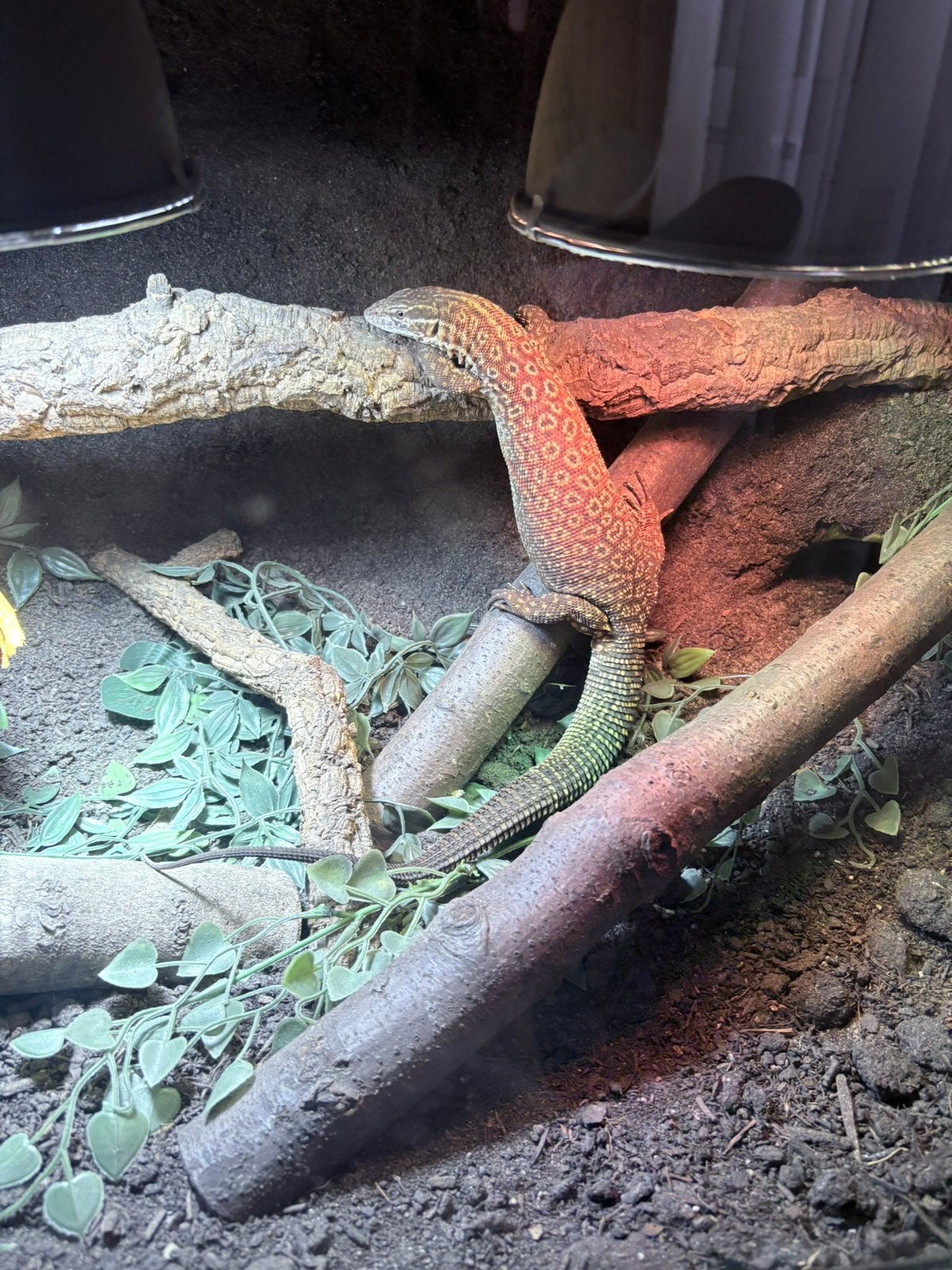Ackie-monitor / Stekelstaartvaraan - Tam Monitor Lizard photo 3
