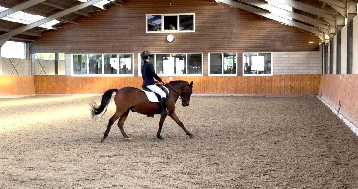 Super lieve d-pony, Met stamboom, Ruin, Dressuurpony, L