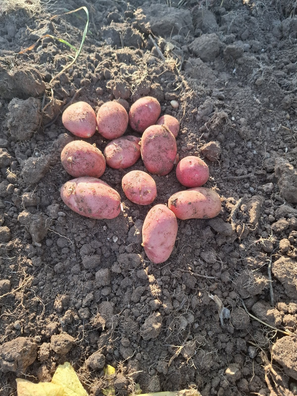 Nieuwe oogst aardappelen, Ophalen of Verzenden, Minder dan 100 cm, Overige soorten, Lente