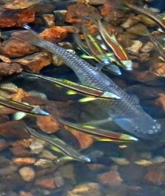 Geelvin winde. Geelvin elrits. Vijvervis etheostoma medaka, Overige soorten