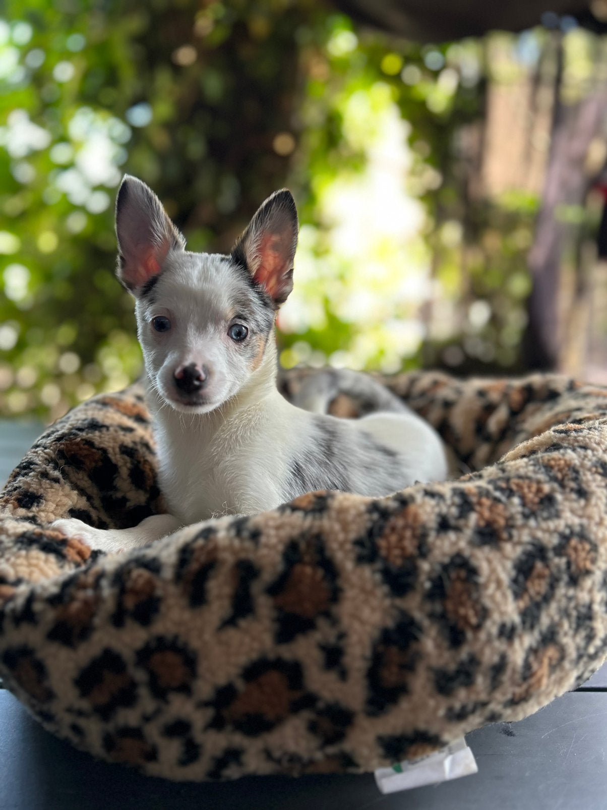 Pomchi pup 💕 teefje pomeriaan x chihauhau puppy, 8 tot 15 weken, Teef, Parvo, Eén hond