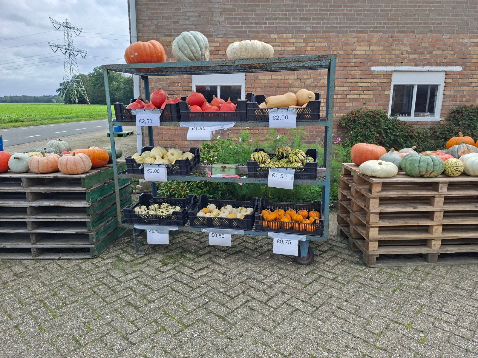 Pompoenen en kalebassen te koop - Diverse soorten en maten, Ophalen