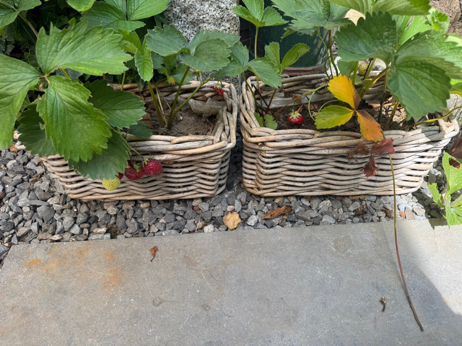 2 mandjes met aarbeien plant, Tuin en Terras, Ophalen of Verzenden, Zo goed als nieuw, Rechthoekig, Minder dan 30 cm