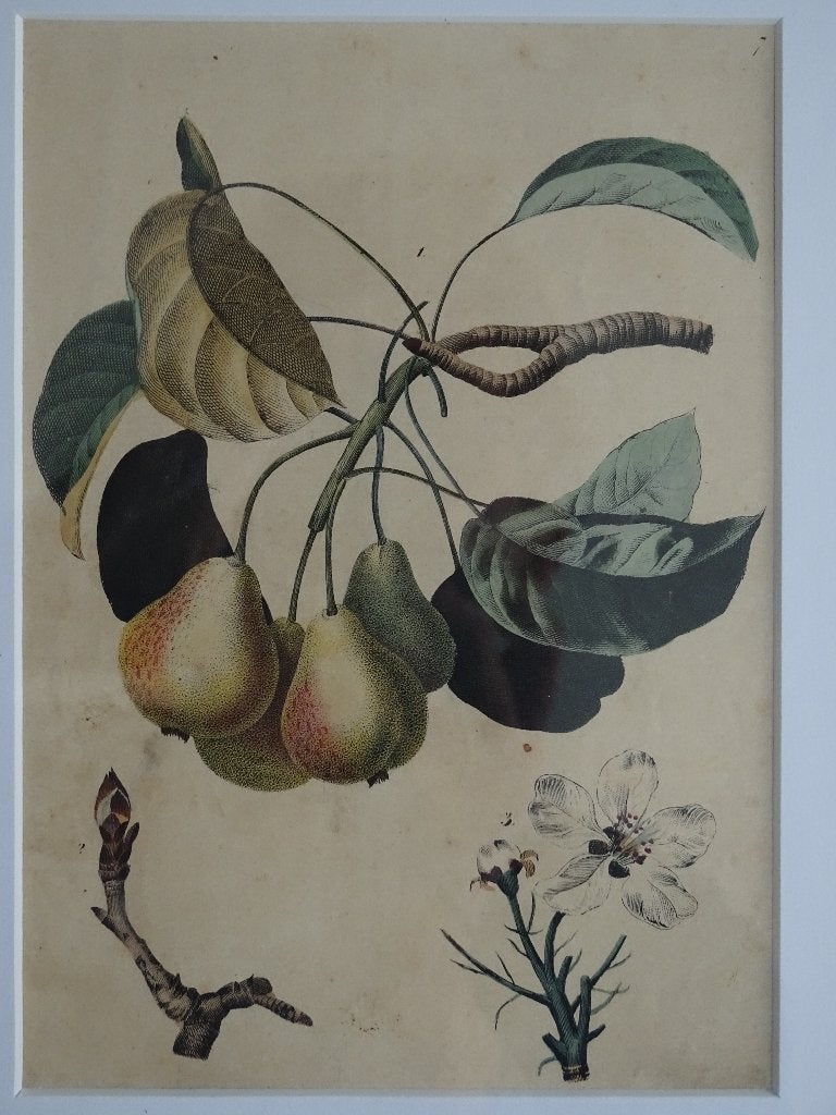 litho Perentak en bloesem Fruit C. Schach Stuttgart 1844, Ingelijst, Ophalen of Verzenden, Lithografie, Dieren en Natuur
