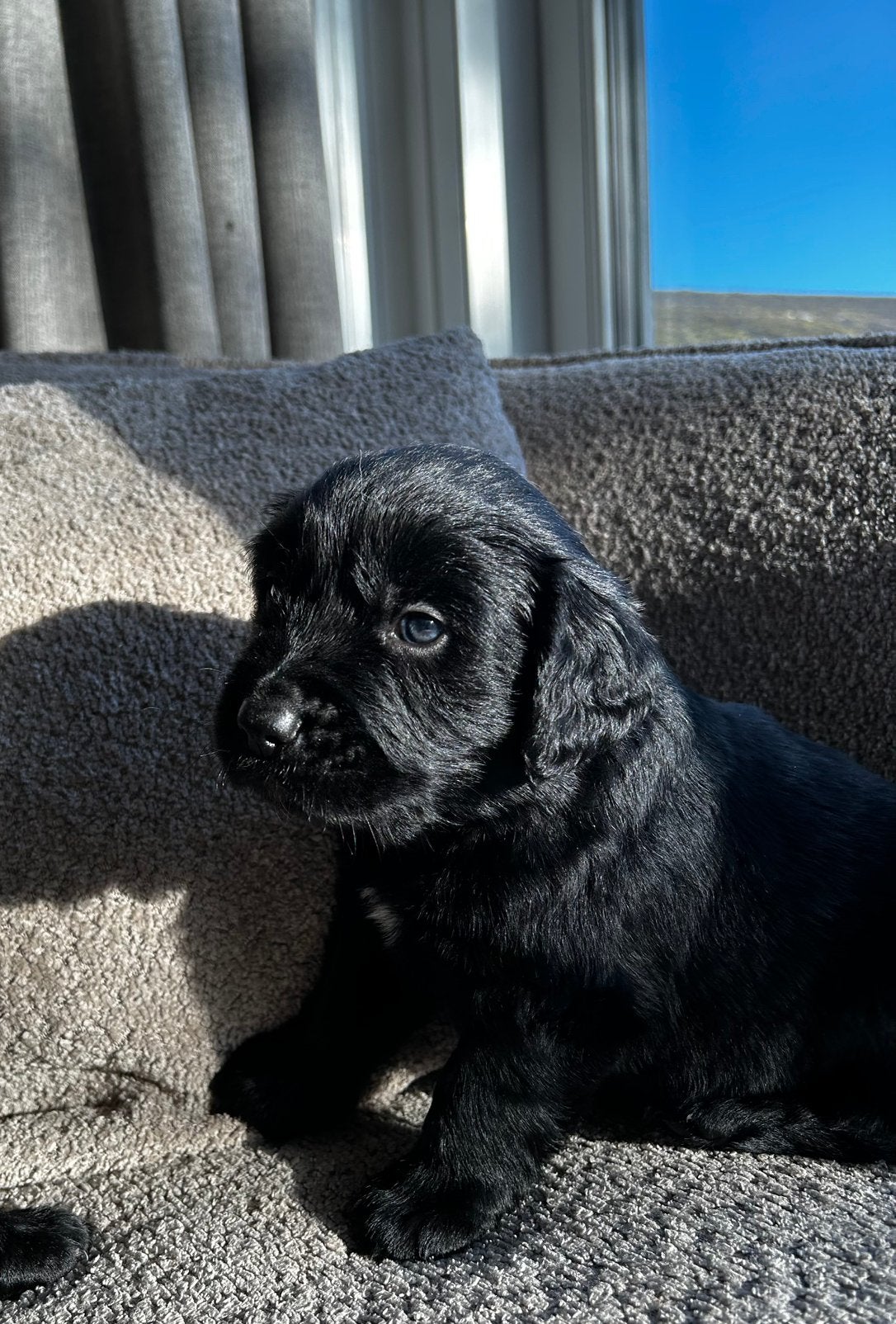 Friese stabij x golden retriever pups❤️, Overige rassen, 8 tot 15 weken, CDV (hondenziekte), Meerdere