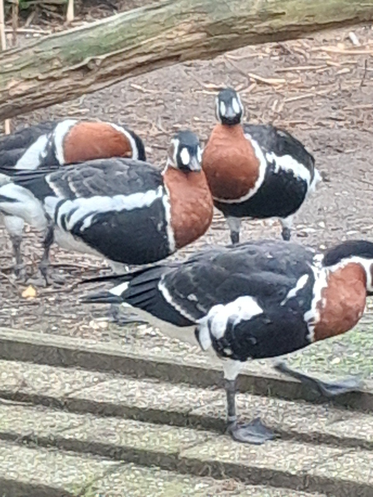 siereenden en ganzen,  watervogels