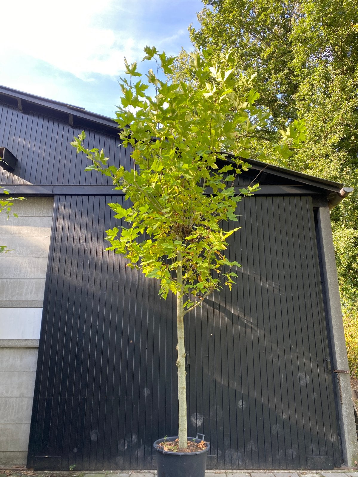 Platanus hispanica, knotplaraan, franse knot ca 5 meter, Bloeit niet, Overige soorten, Ophalen, Volle zon