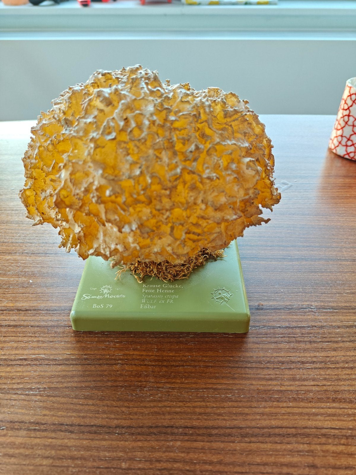 somso BoS79 botanisch model paddenstoel, Ophalen of Verzenden, Gebruikt