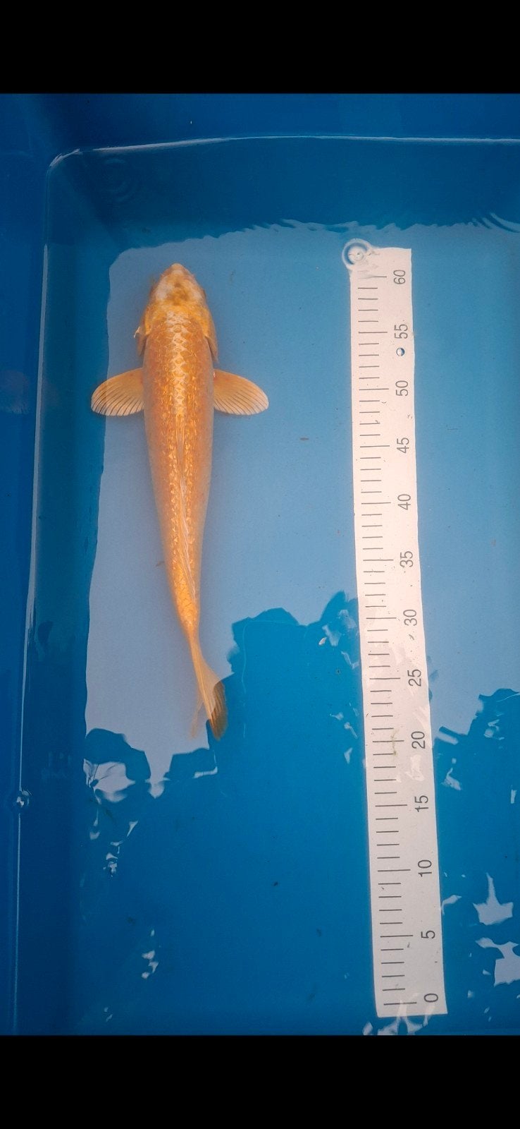 Koi yamabuki ogon., Karper of Koi