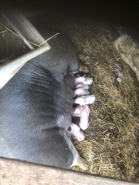 biggen, Dieren en Toebehoren, Meerdere dieren, Varken, 0 tot 2 jaar