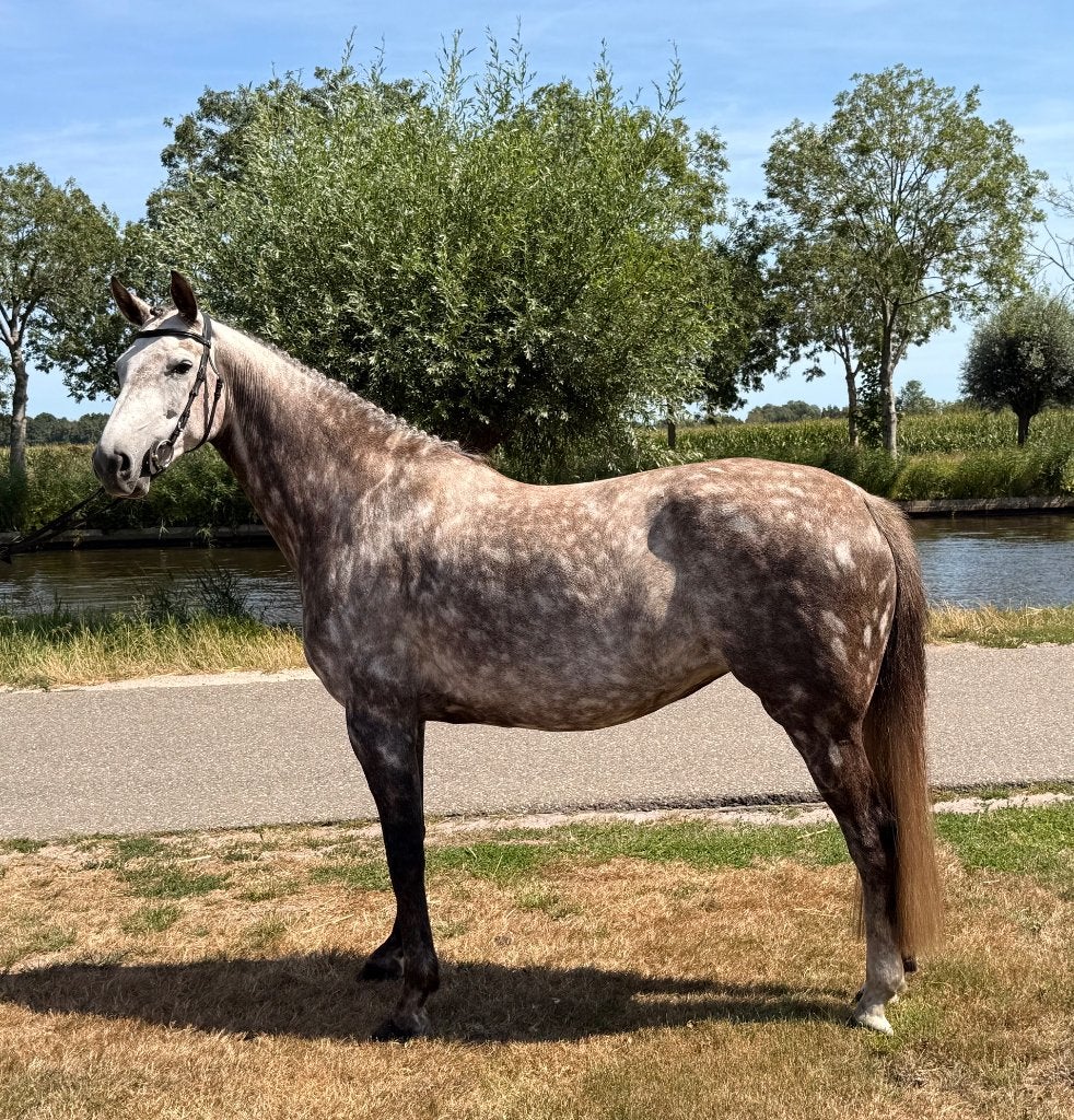 Fokmerrie te koop!, Merrie, Met stamboom, Niet van toepassing, 7 tot 10 jaar