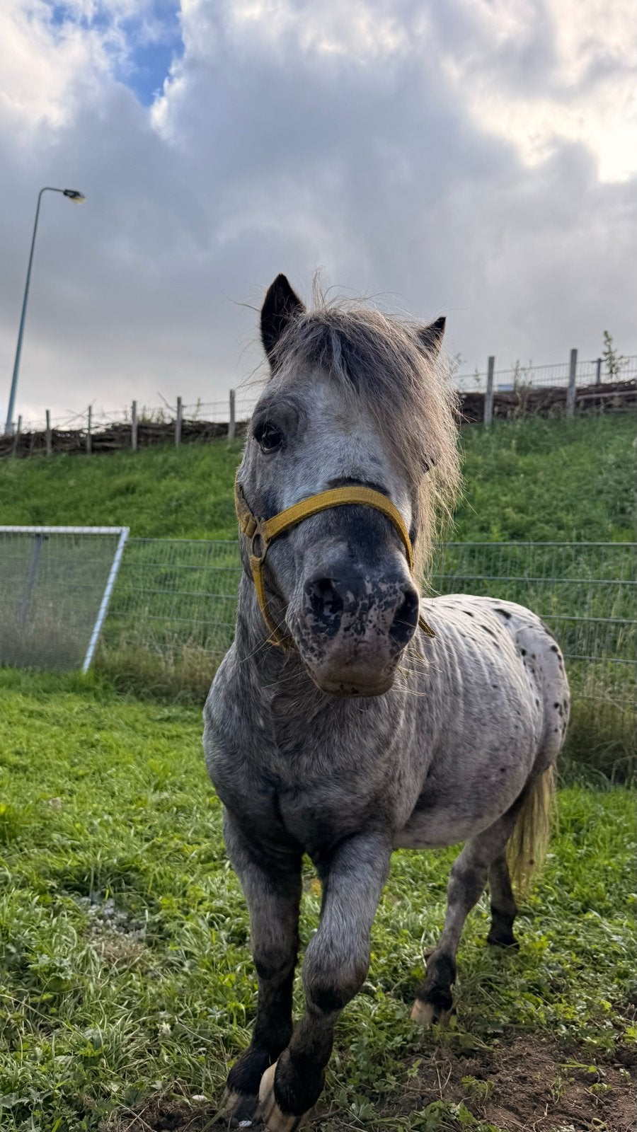Minipaard te koop, Dieren en Toebehoren, Hengst, Niet van toepassing, A pony (tot 1.17m), 7 tot 10 jaar