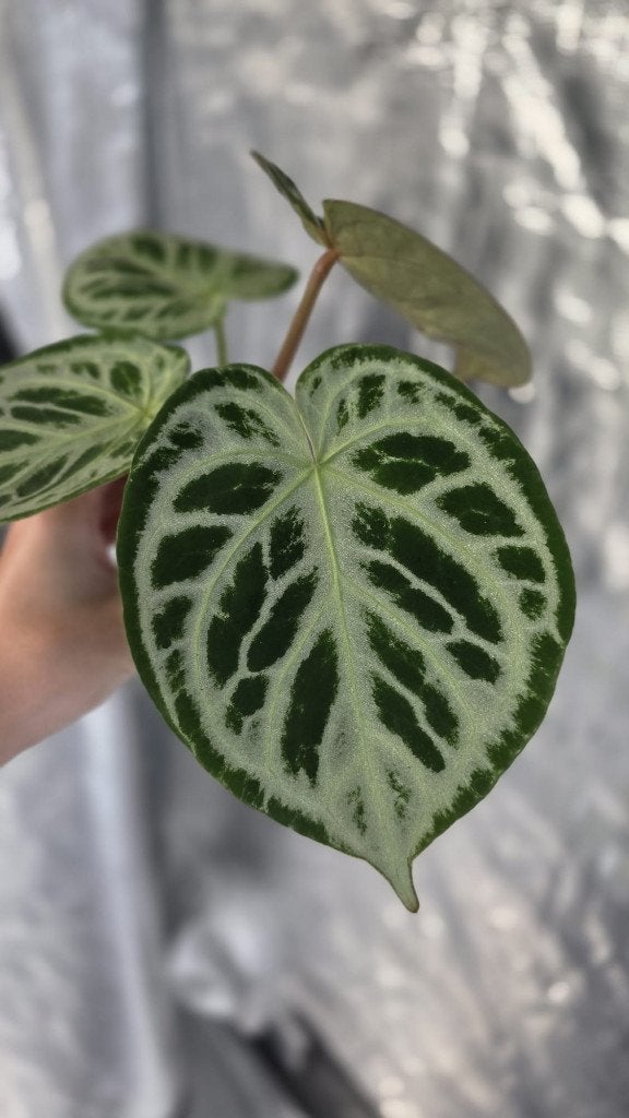 Anthurium Silver Blush round, Ophalen of Verzenden, Halfschaduw, Minder dan 100 cm