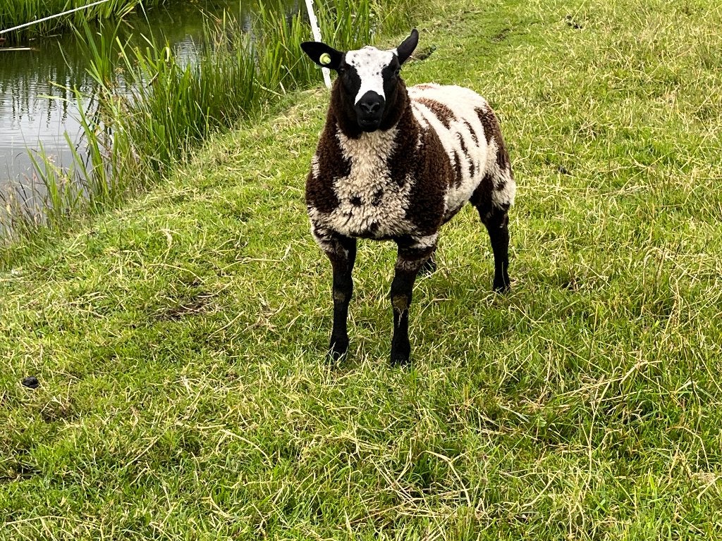 Stamboek Bonte Ram te koop, Zwoegervrij en dubbel ARR, Dieren en Toebehoren, Schapen, Geiten en Varkens, Mannelijk, Schaap, 0 tot 2 jaar