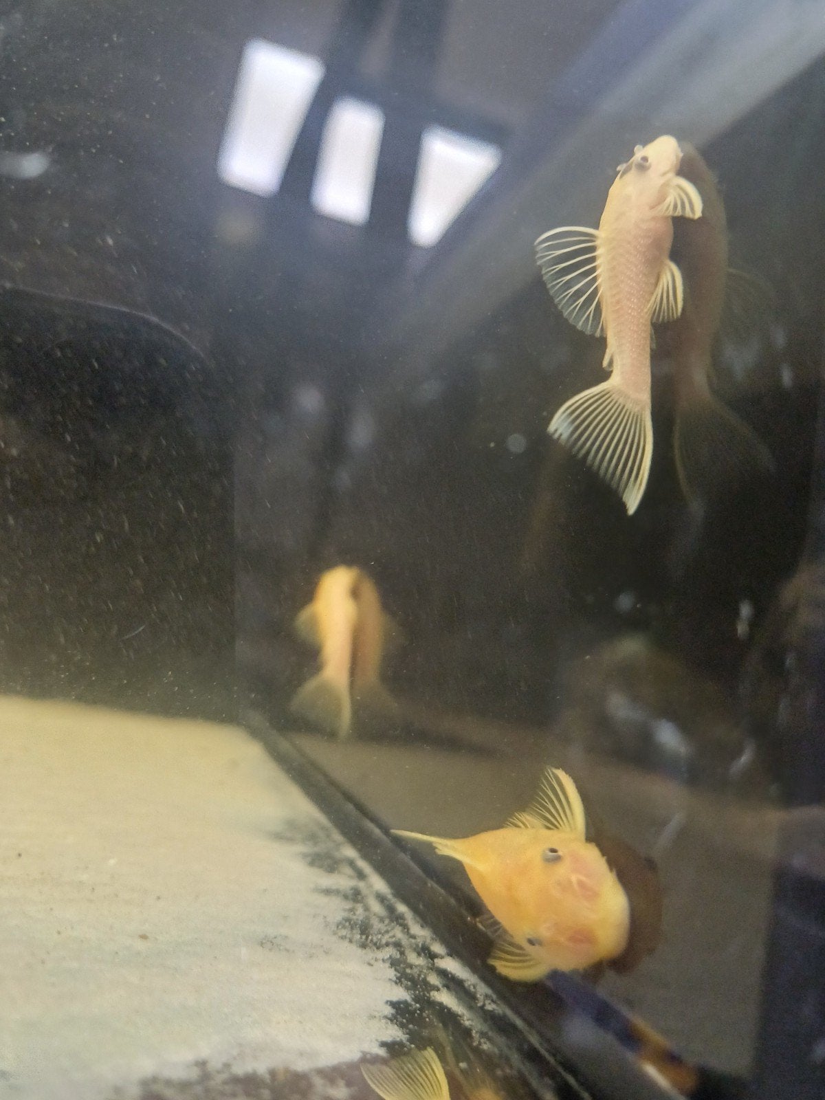 L144 gold ancistrus, Dieren en Toebehoren, Vis