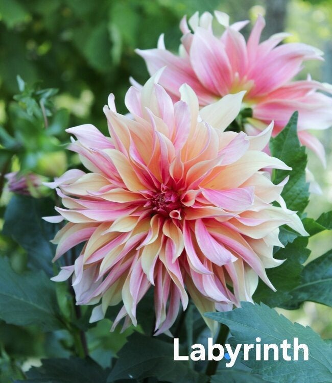 Dahlia Labyrinth in pot, Ophalen, Volle zon, Knol