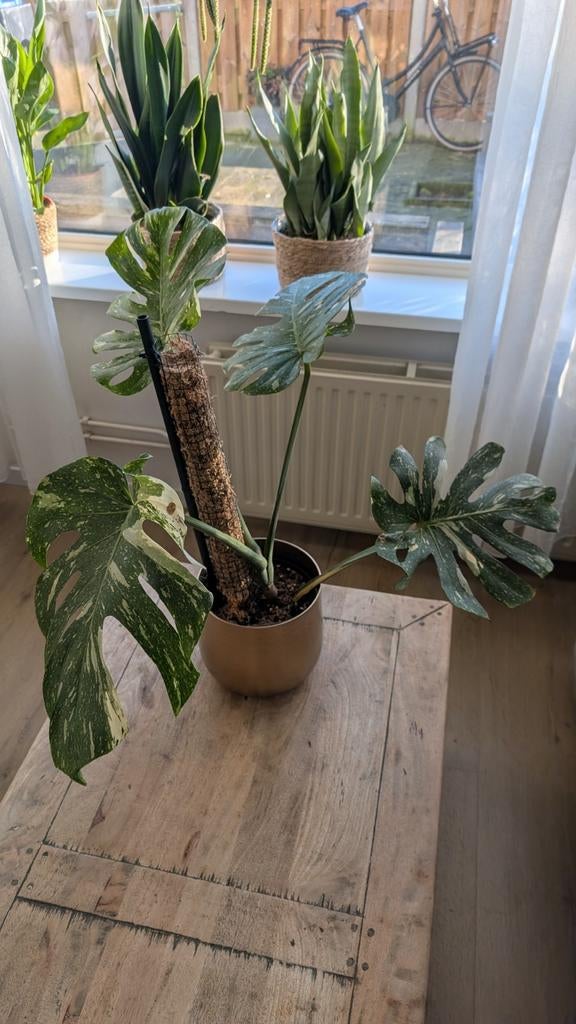 Monstera Thai Constellation - Prachtige Variegata Kamerplant, Overige soorten, In pot, Minder dan 100 cm, Groene kamerplant
