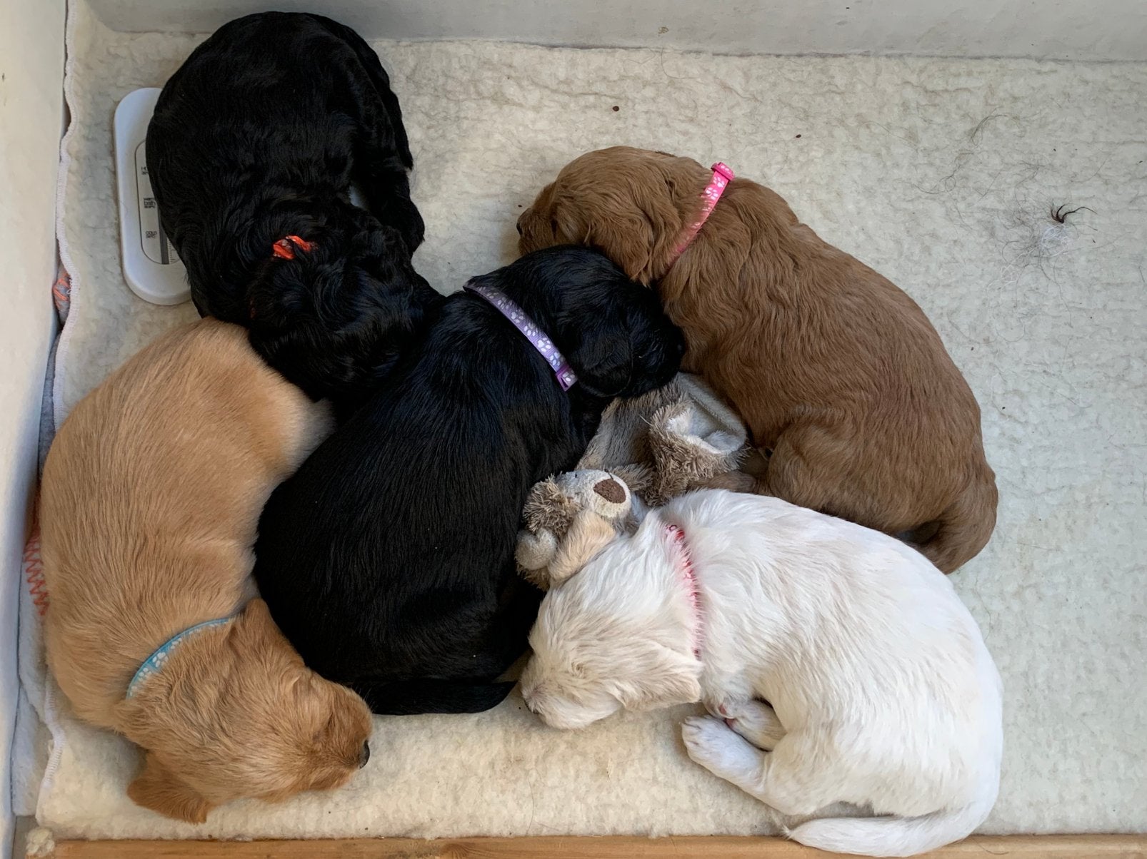 Nog twee Labradoodelpups, Dieren en Toebehoren, Overige rassen, 8 tot 15 weken, Parvo, Meerdere