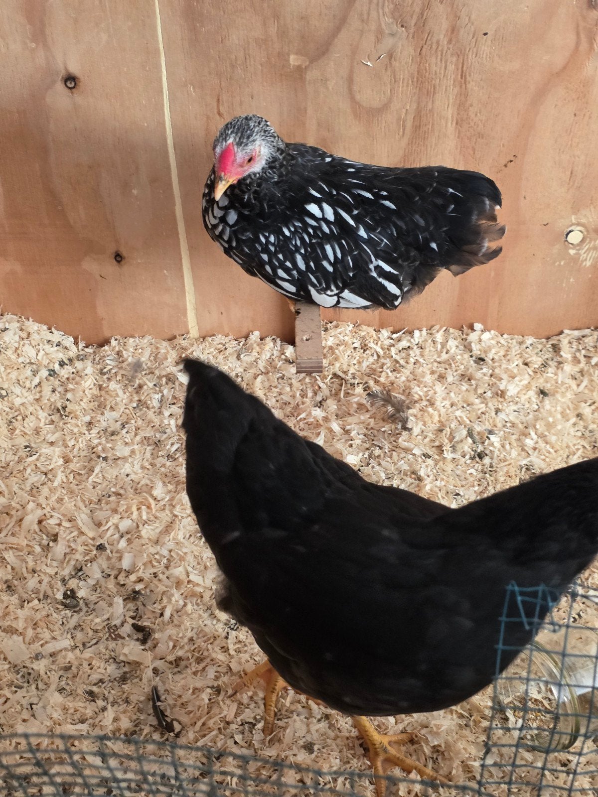 GRATIS twee Wyandotte haantjes, Dieren en Toebehoren, Mannelijk, Kip