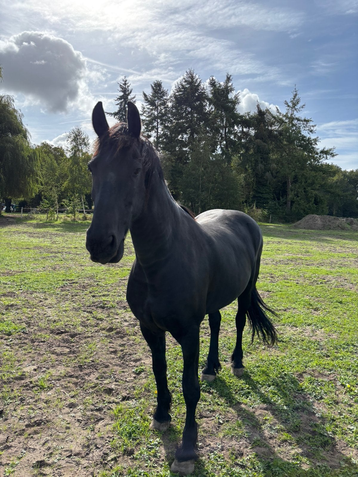 Prachtig lief 9-jarige Fries, Dieren en Toebehoren, Merrie, Dressuurpaard, 3 tot 6 jaar