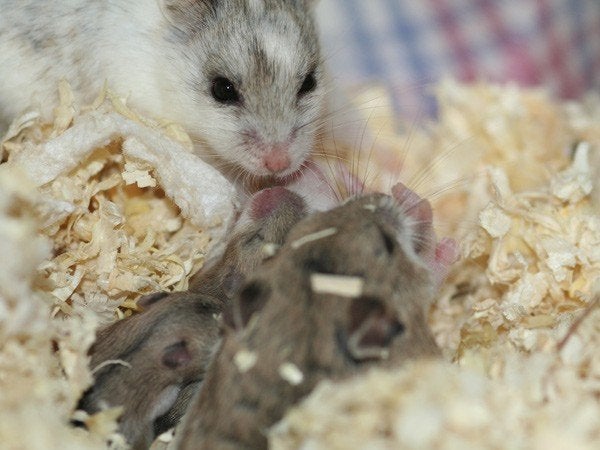 jonge chinese dwerghamsters, Dieren en Toebehoren, Knaagdieren, Hamster, Juli, Meerdere dieren, Tam
