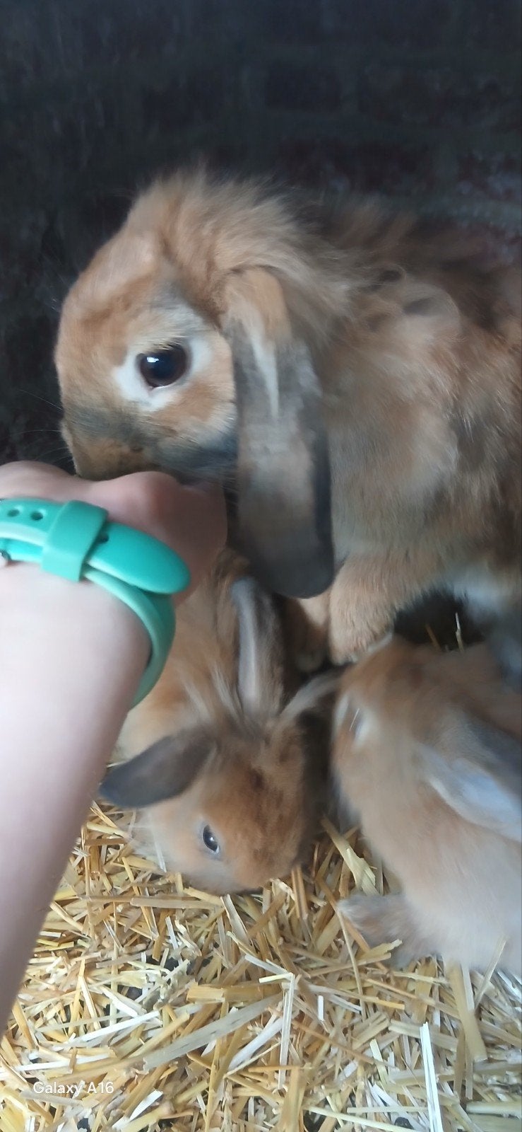 4 konijnen te koop, Dieren en Toebehoren, Konijnen, Geslacht onbekend