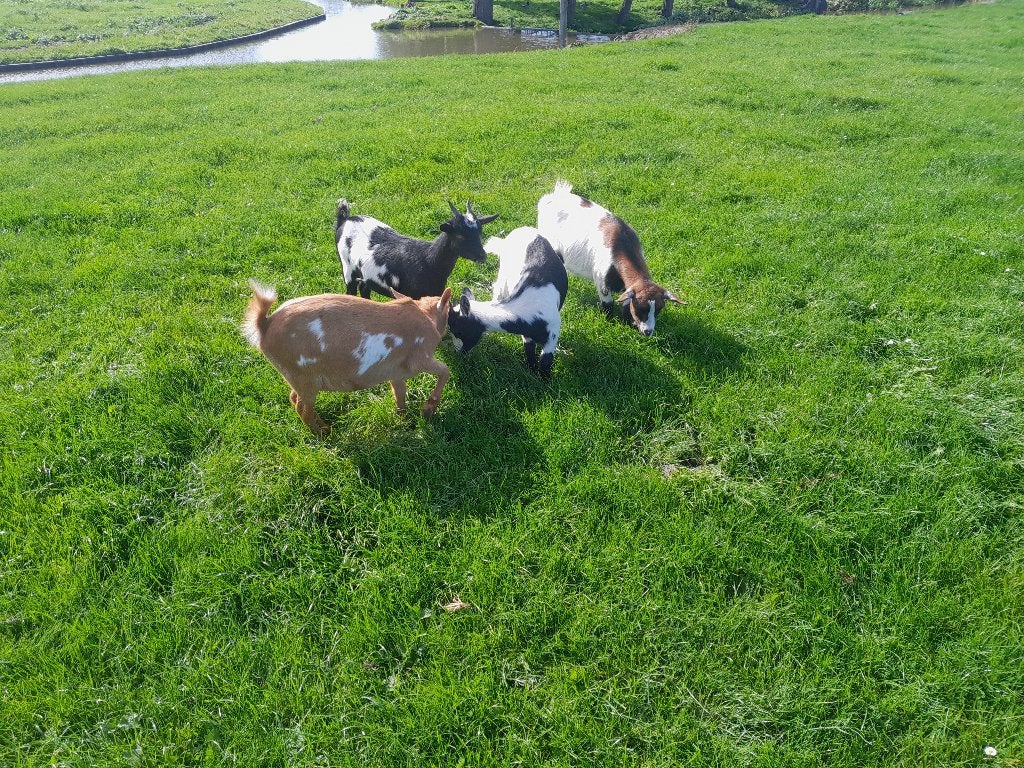Dwerggeit geitje geitjes, Dieren en Toebehoren, Meerdere dieren, Geit, 0 tot 2 jaar